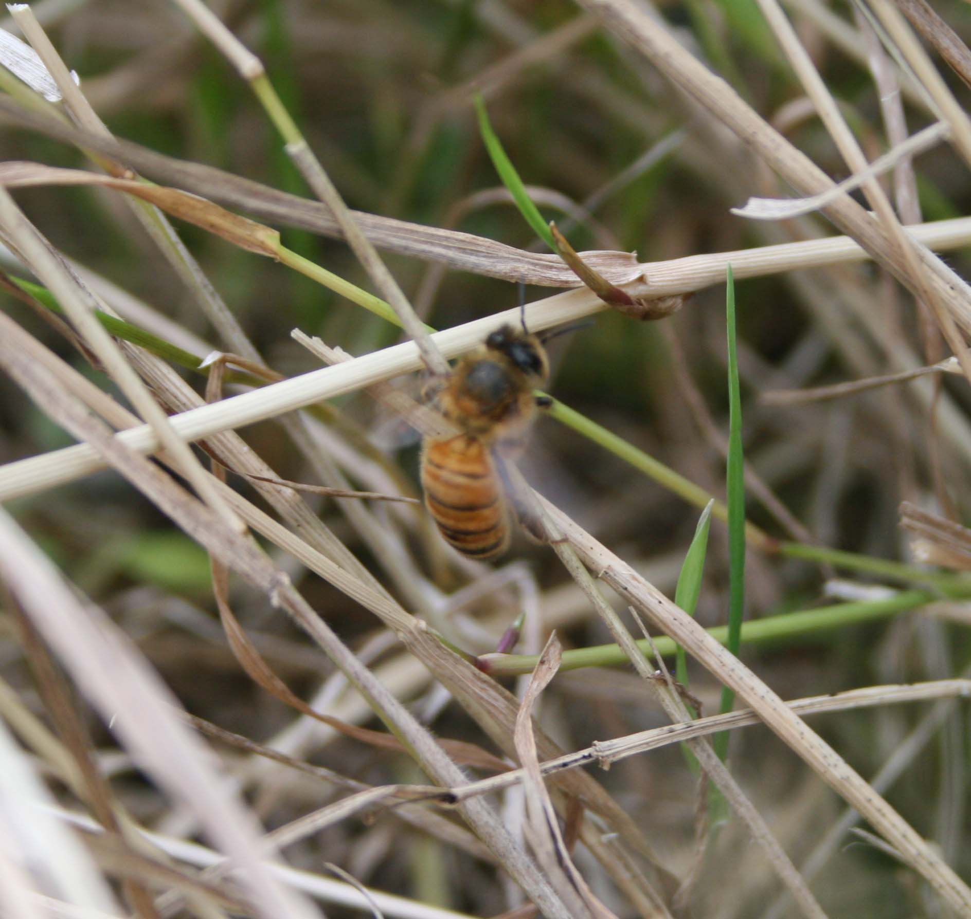 wasps-attacking-bees 077a.jpg